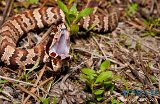 做梦为什么会梦到蛇长脚(做梦为什么会梦到蛇长脚上)