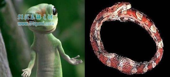 为什么会梦到一窝蛇(做梦梦见一窝蛇怎么回事) 为什么会梦到一窝蛇(做梦梦见一窝蛇怎么回事)