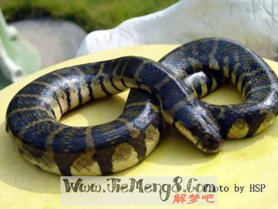 为什么说做梦梦到蛇呢(为什么做梦梦到蛇是什么意思)