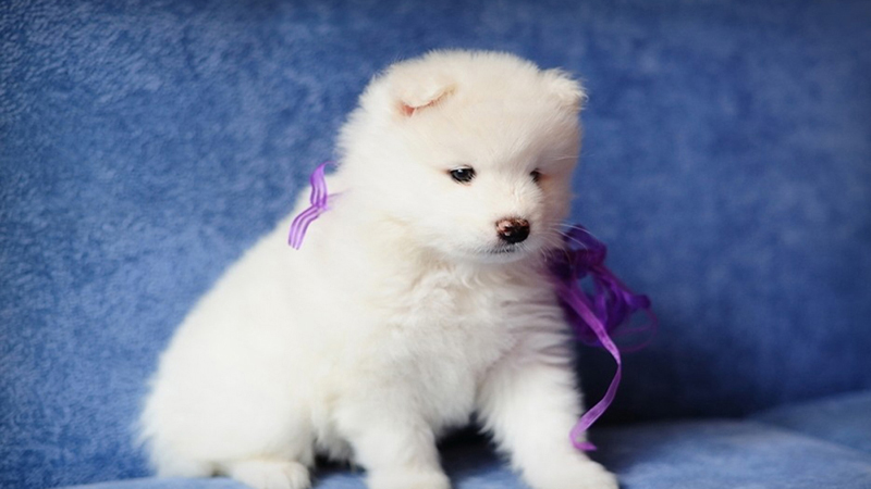 为什么会梦到猫狗扑过来(为什么会梦到猫狗扑过来咬我) 为什么会梦到猫狗扑过来(为什么会梦到猫狗扑过来咬我)