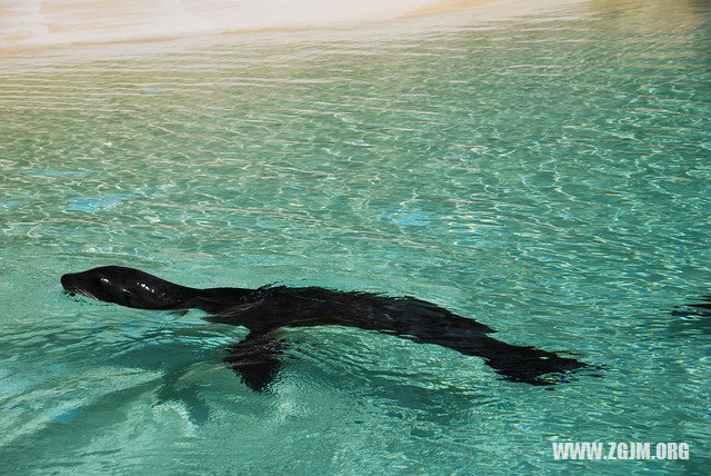 为什么梦到自己在游泳池(做梦自己在游泳池里游泳是什么意思) 为什么梦到自己在游泳池(做梦自己在游泳池里游泳是什么意思)