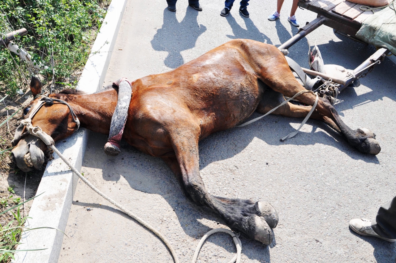 死不瞑目的意思(死不瞑目的意思解释词语) 死不瞑目的意思(死不瞑目的意思解释词语)
