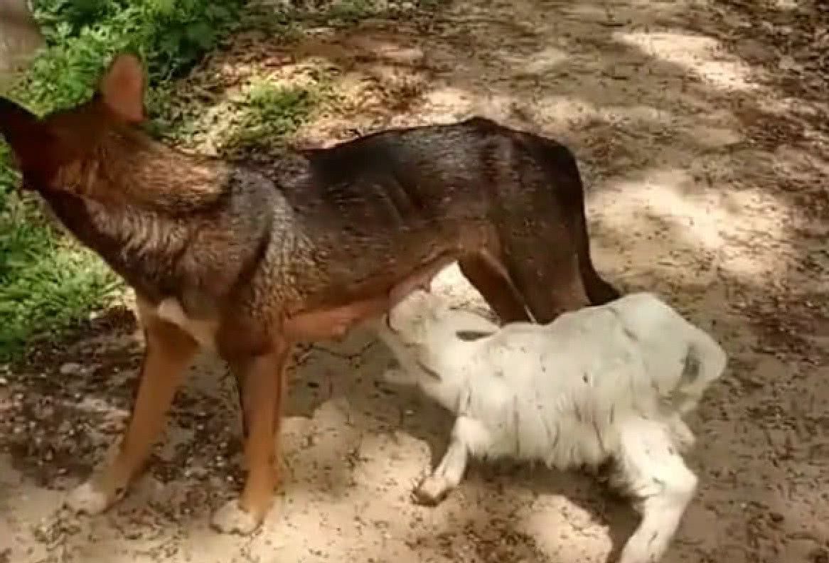 为什么会梦到人吃人奶呢(为什么会梦到人吃人奶呢怎么回事)