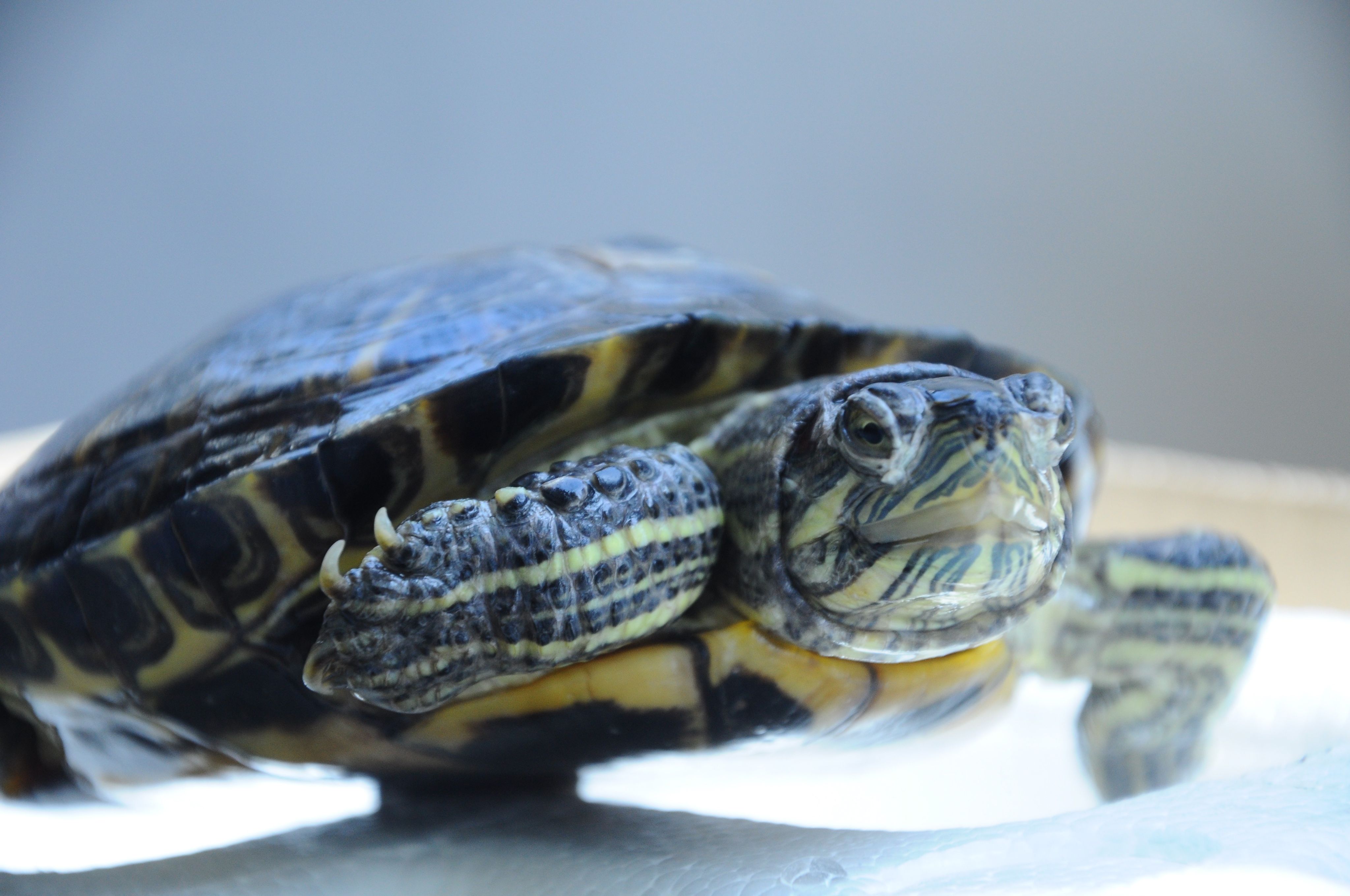 为什么梦到乌龟在水里跑(为什么梦到乌龟在水里跑动)