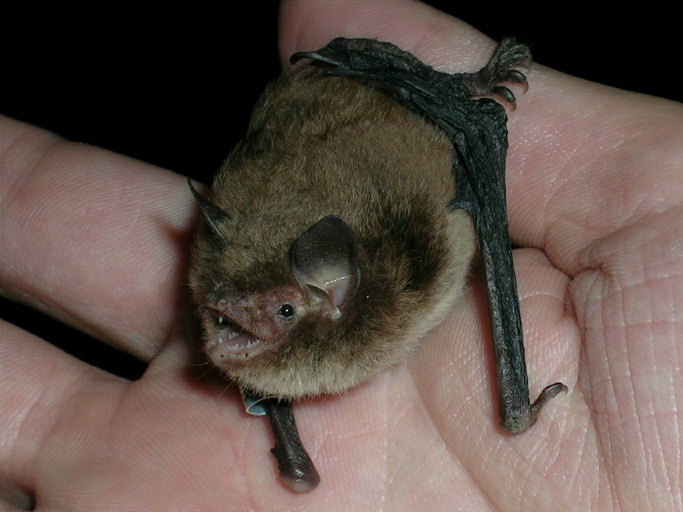 梦到自己变成蝙蝠是为什么(女人梦见自己变成蝙蝠在天上飞)